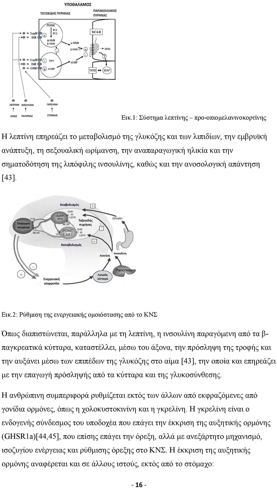 2: Ρύθµιση της ενεργειακής οµοιόστασης από το ΚΝΣ Όπως διαπιστώνεται, παράλληλα µε τη λεπτίνη, η ινσουλίνη παραγόµενη από τα β- παγκρεατικά κύτταρα, καταστέλλει, µέσω του άξονα, την πρόσληψη της