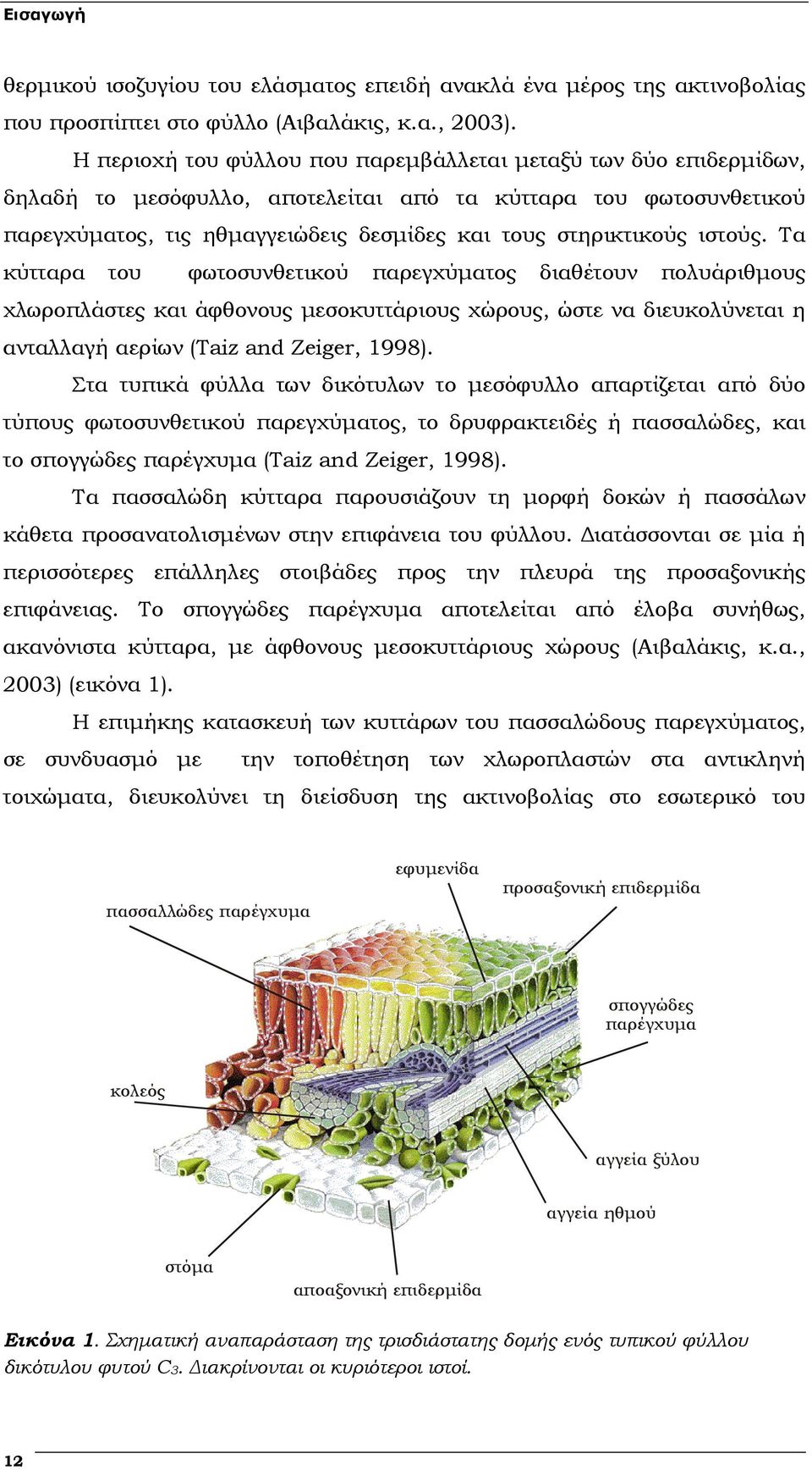 ιστούς. Τα κύτταρα του φωτοσυνθετικού παρεγχύµατος διαθέτουν πολυάριθµους χλωροπλάστες και άφθονους µεσοκυττάριους χώρους, ώστε να διευκολύνεται η ανταλλαγή αερίων (Taiz and Zeiger, 1998).
