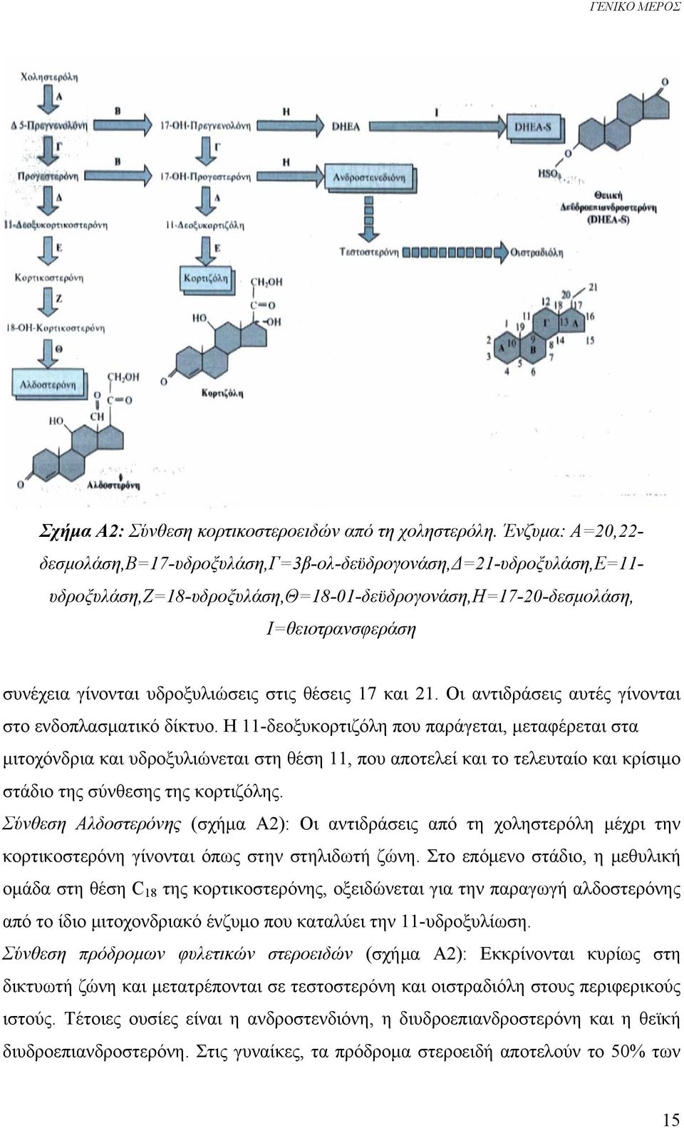 υδροξυλιώσεις στις θέσεις 17 και 21. Οι αντιδράσεις αυτές γίνονται στο ενδοπλασματικό δίκτυο.