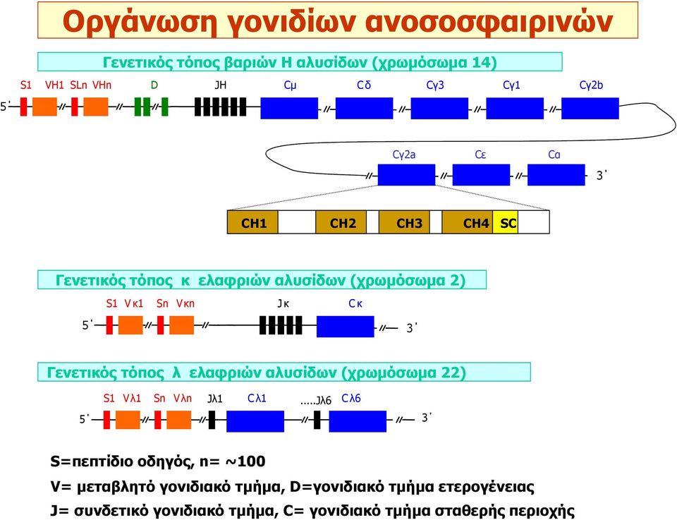 Γενετικός τόπος λ ελαφριών αλυσίδων (χρωµόσωµα 22) S1 Vλ1 Sn Vλn Jλ1 C λ1.