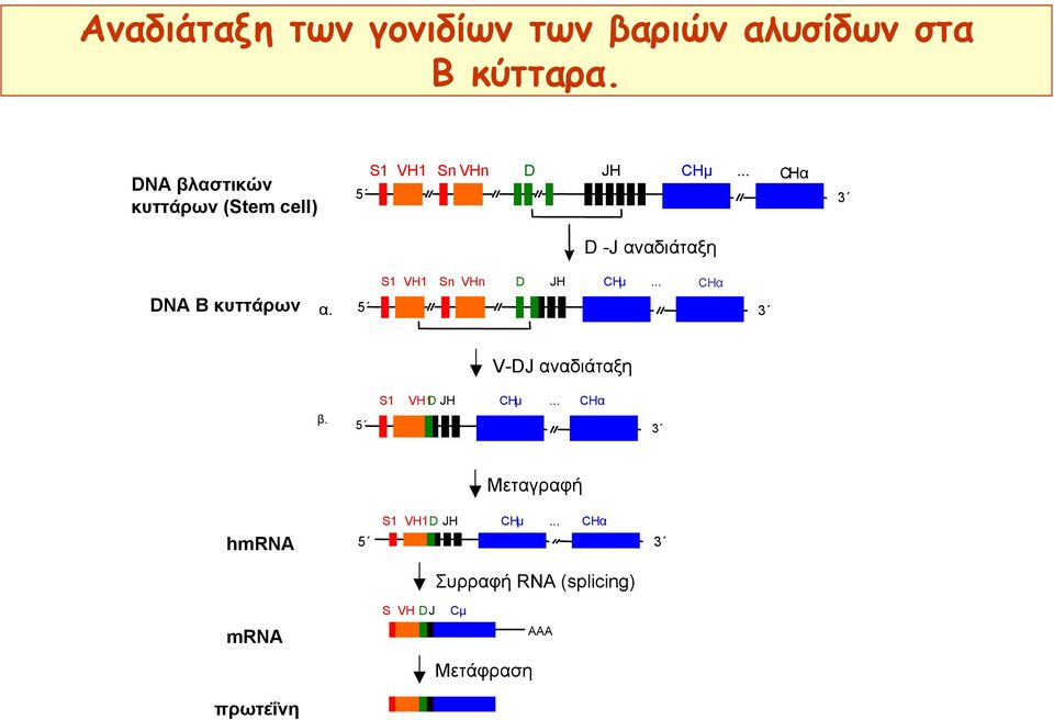.. CΗα 3 D -J αναδιάταξη DNA B κυττάρων α. 5 S1 VH1 Sn VHn D JH CHµ.