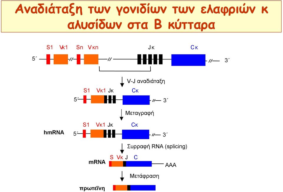 αναδιάταξη Cκ 3 Μεταγραφή hmrna 5 S1 Vκ1 Jκ Cκ 3