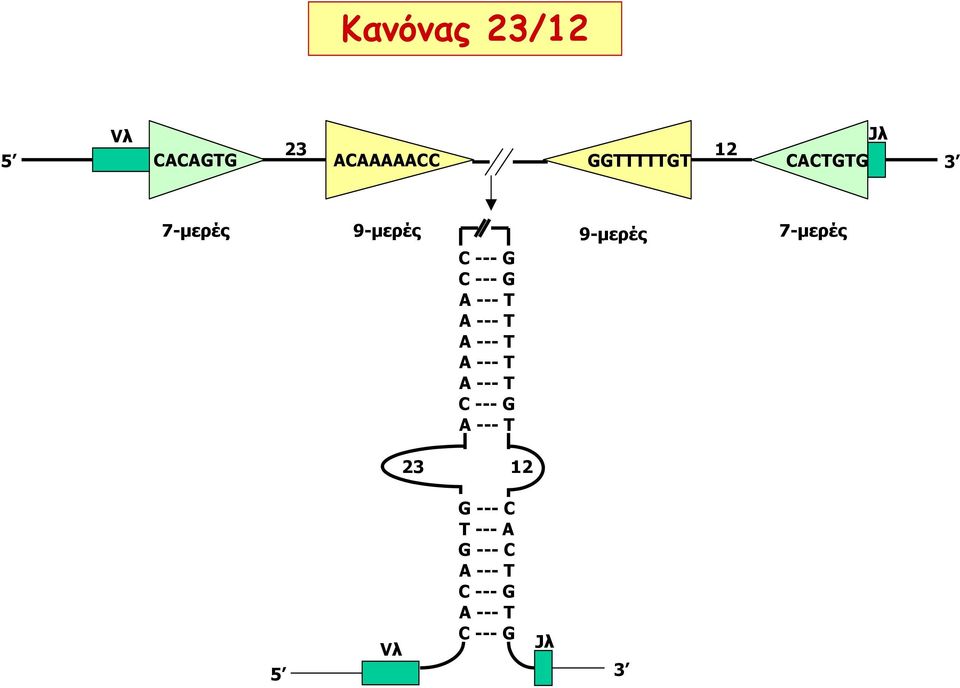 --- T A --- T A --- T C --- G A --- T 9-µερές 7-µερές 23 12