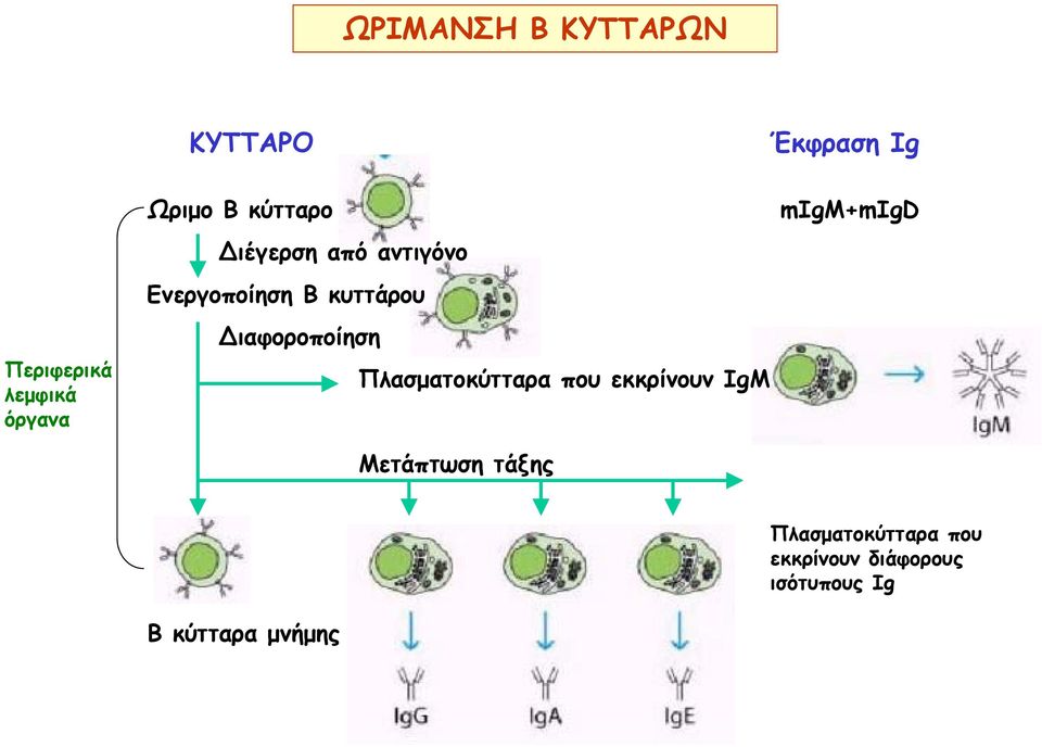 ιαφοροποίηση Πλασµατοκύτταρα που εκκρίνουν IgM Μετάπτωση τάξης