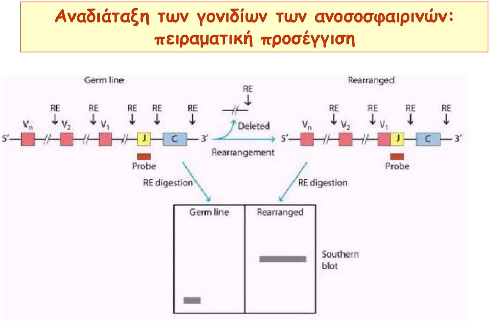 ανοσοσφαιρινών: