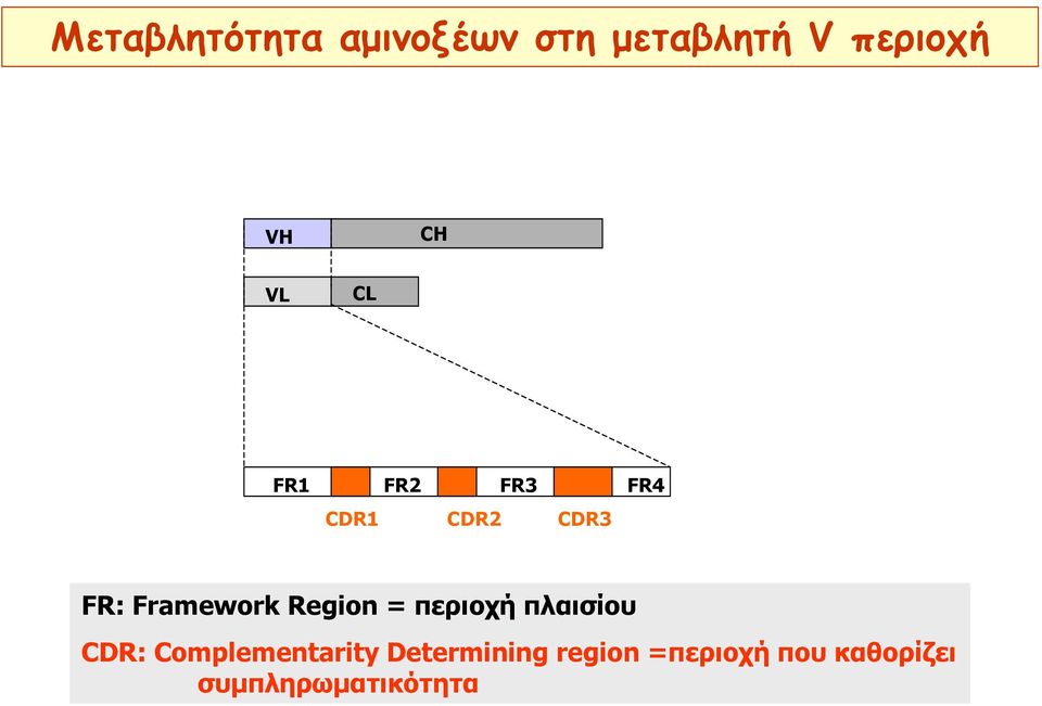 Framework Region = περιοχή πλαισίου CDR: