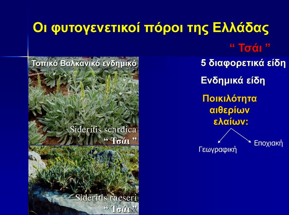 Ενδημικά είδη Sideritis scardica Τσάι