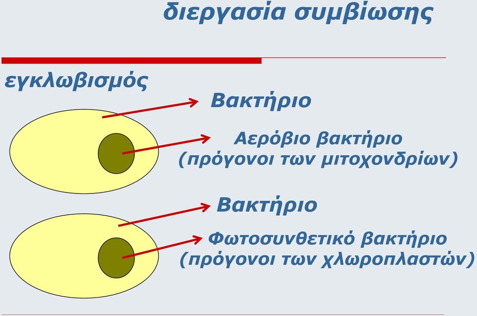 των μιτοχονδρίων) Βακτήριο