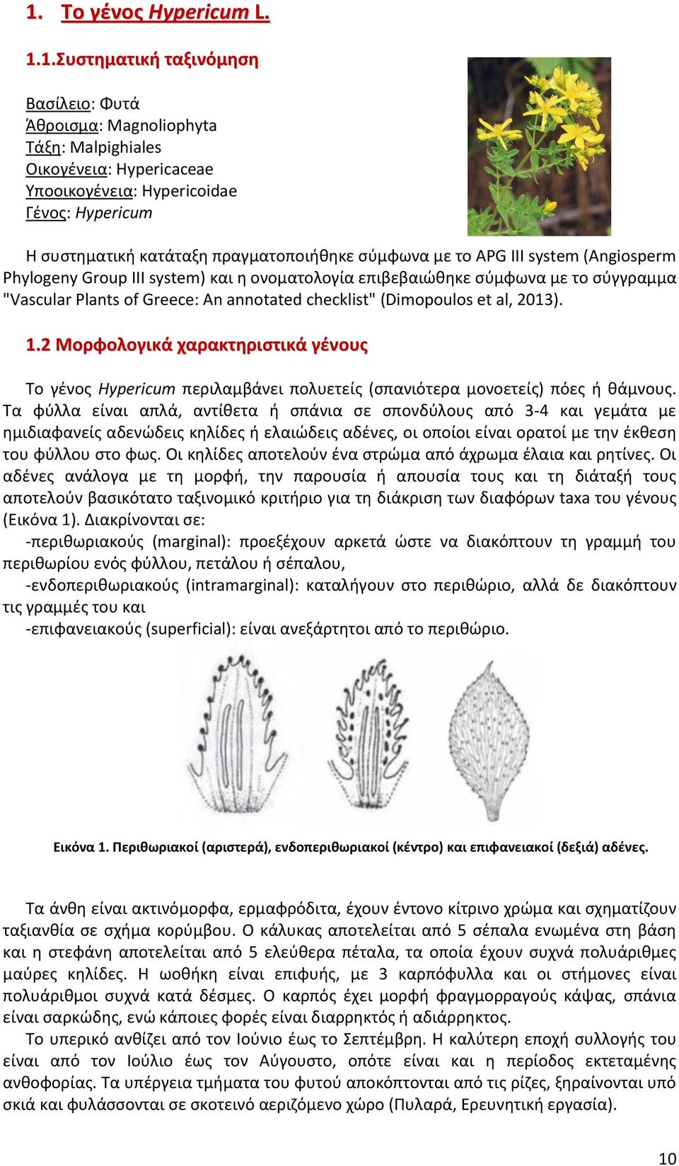 checklist" (Dimopoulos et al, 2013). 1.2 Μορφολογικά χαρακτηριστικά γένους Το γένος Hypericum περιλαμβάνει πολυετείς (σπανιότερα μονοετείς) πόες ή θάμνους.