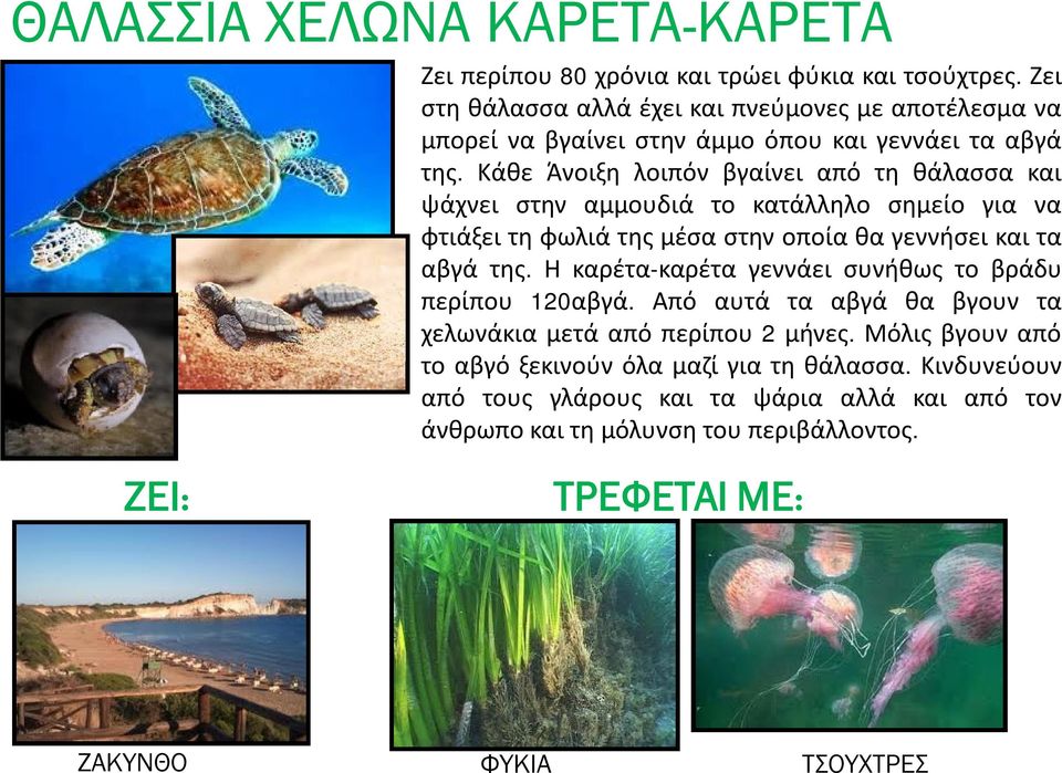 Κάθε Άνοιξη λοιπόν βγαίνει από τη θάλασσα και ψάχνει στην αμμουδιά το κατάλληλο σημείο για να φτιάξει τη φωλιά της μέσα στην οποία θα γεννήσει και τα αβγά της.