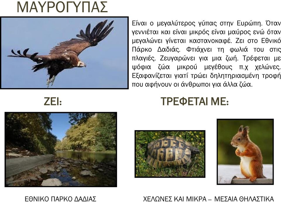 Ζει στο Εθνικό Πάρκο Δαδιάς. Φτιάχνει τη φωλιά του στις πλαγιές. Ζευγαρώνει για μια ζωή.