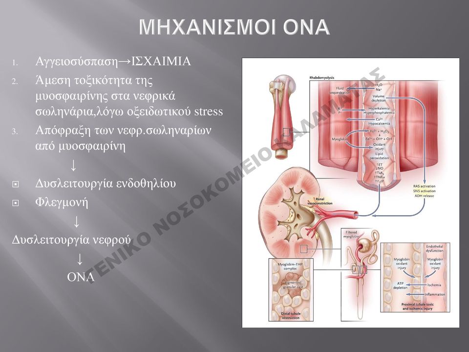 σωληνάρια,λόγω οξειδωτικού stress 3.