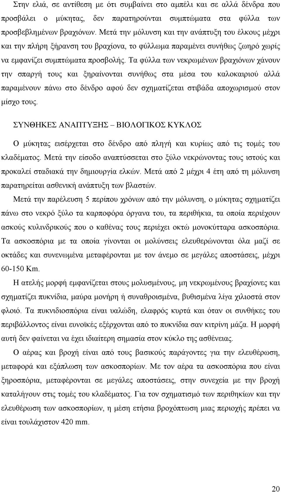 Τα φύλλα των νεκρωµένων βραχιόνων χάνουν την σπαργή τους και ξηραίνονται συνήθως στα µέσα του καλοκαιριού αλλά παραµένουν πάνω στο δένδρο αφού δεν σχηµατίζεται στιβάδα αποχωρισµού στον µίσχο τους.