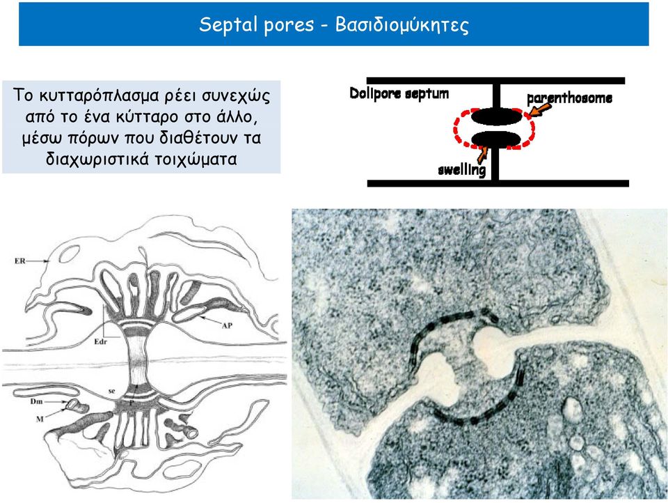 κύτταρο στο άλλο, μέσω πόρων που