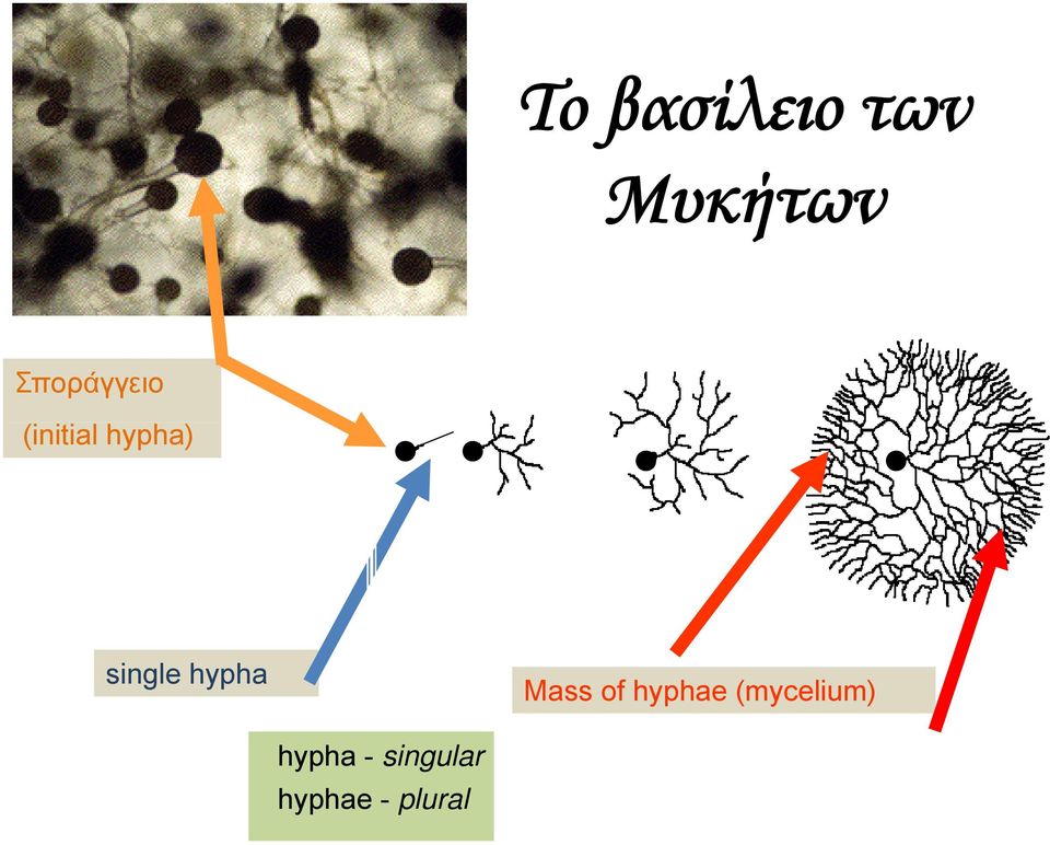 single hypha Mass of hyphae