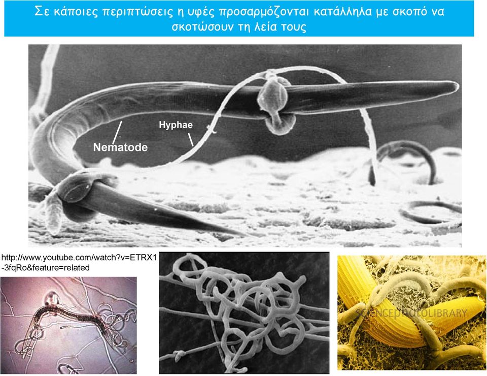 σκοτώσουν τη λεία τους Nematode Hyphae