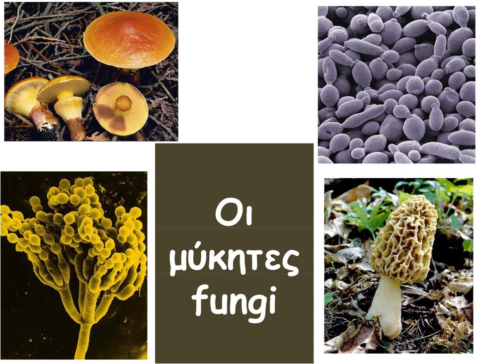 fungi