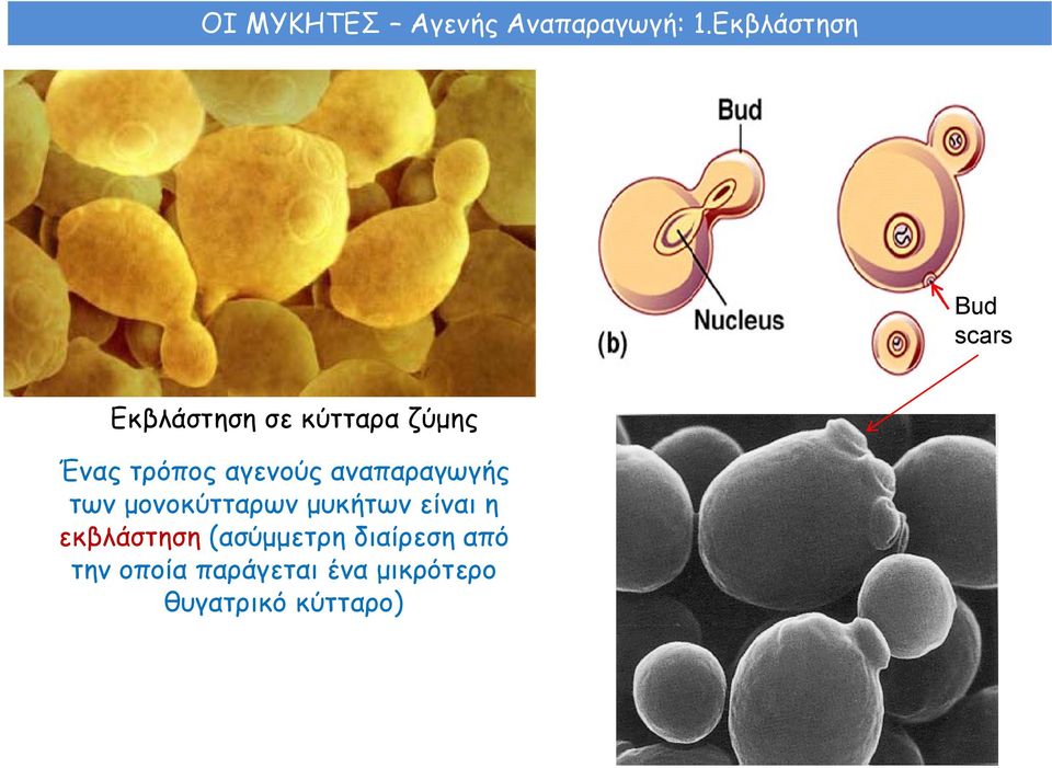 τρόπος αγενούς αναπαραγωγής των μονοκύτταρων μυκήτων είναι