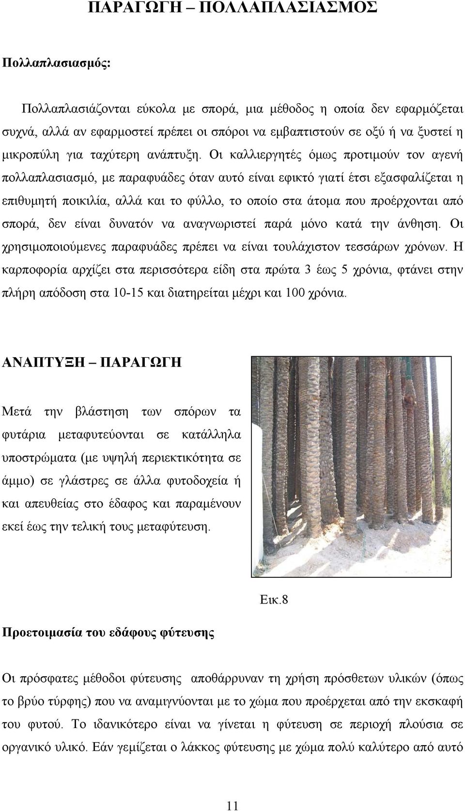 Οι καλλιεργητές όµως προτιµούν τον αγενή πολλαπλασιασµό, µε παραφυάδες όταν αυτό είναι εφικτό γιατί έτσι εξασφαλίζεται η επιθυµητή ποικιλία, αλλά και το φύλλο, το οποίο στα άτοµα που προέρχονται από