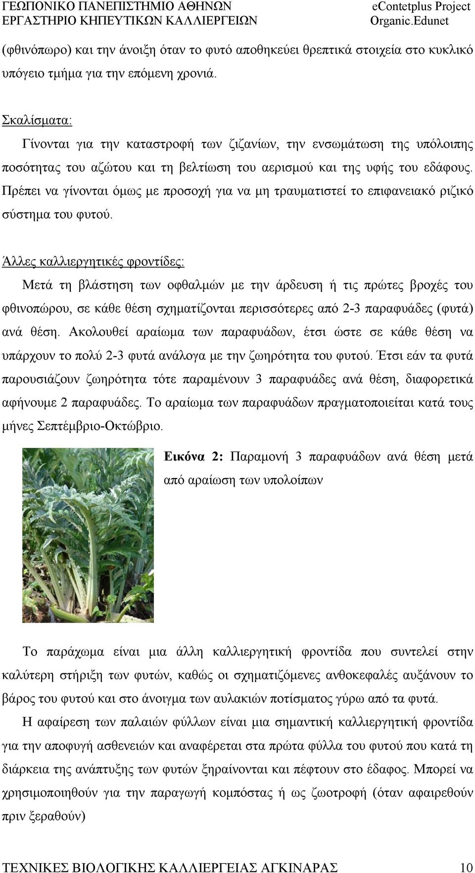 Πρέπει να γίνονται όμως με προσοχή για να μη τραυματιστεί το επιφανειακό ριζικό σύστημα του φυτού.