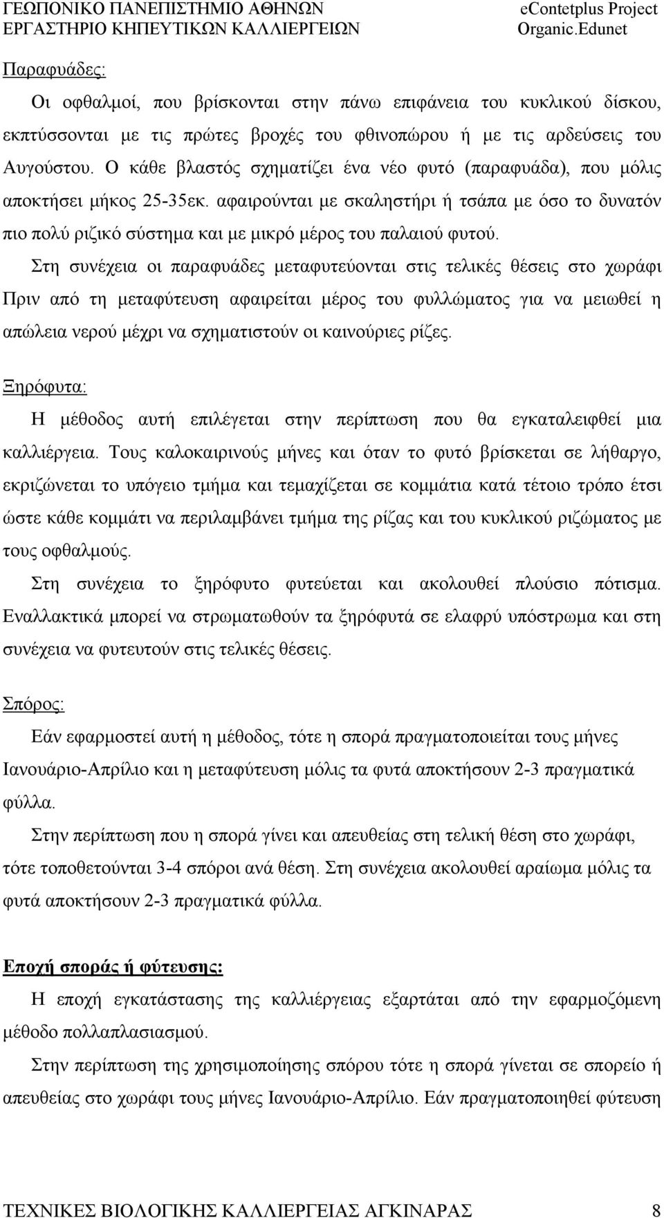 Στη συνέχεια οι παραφυάδες μεταφυτεύονται στις τελικές θέσεις στο χωράφι Πριν από τη μεταφύτευση αφαιρείται μέρος του φυλλώματος για να μειωθεί η απώλεια νερού μέχρι να σχηματιστούν οι καινούριες