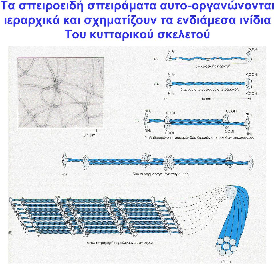 και σχηματίζουν τα