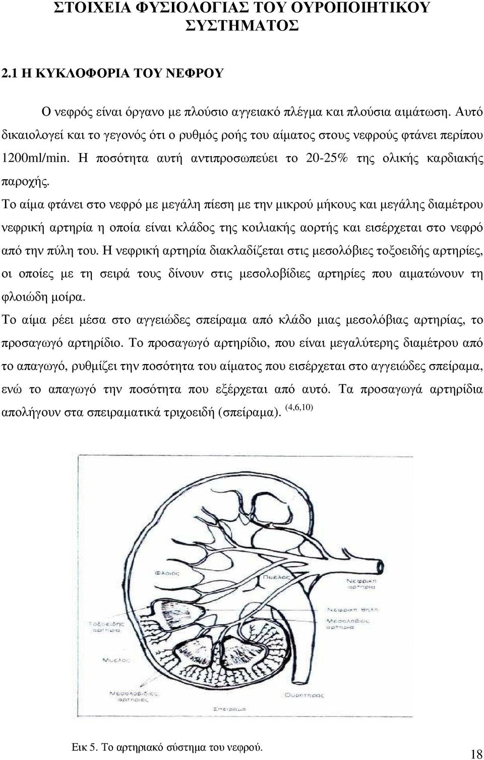 Το αίµα φτάνει στο νεφρό µε µεγάλη πίεση µε την µικρού µήκους και µεγάλης διαµέτρου νεφρική αρτηρία η οποία είναι κλάδος της κοιλιακής αορτής και εισέρχεται στο νεφρό από την πύλη του.