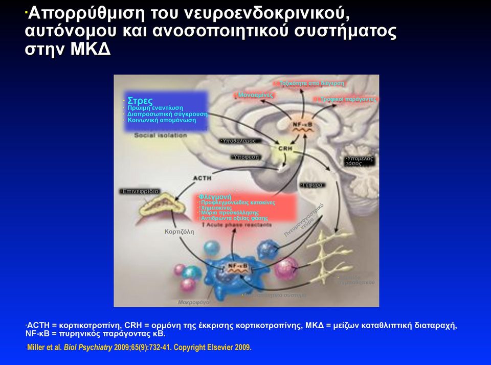 προσκόλλησης Αντιδρώντα οξείας φάσης Γέφυρα Κορτιζόλη Αλυσίδα συµπαθητικού Μακροφάγο Ανοσοποιητικό σύστηµα ACTH = κορτικοτροπίνη, CRH = ορµόνη της