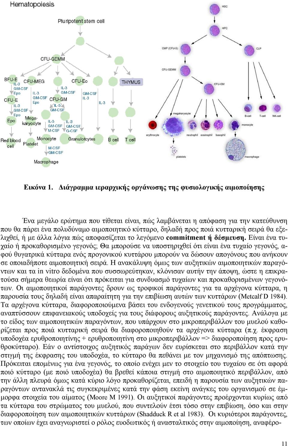 προς ποιά κυτταρική σειρά θα εξελιχθεί, ή με άλλα λόγια πώς αποφασίζεται το λεγόμενο commitment ή δέσμευση.