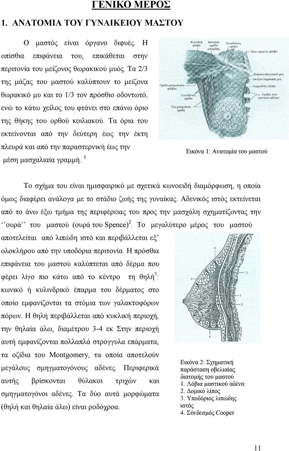 Τα όρια του εκτείνονται από την δεύτερη έως την έκτη πλευρά και από την παραστερνική έως την μέση μασχαλιαία γραμμή.