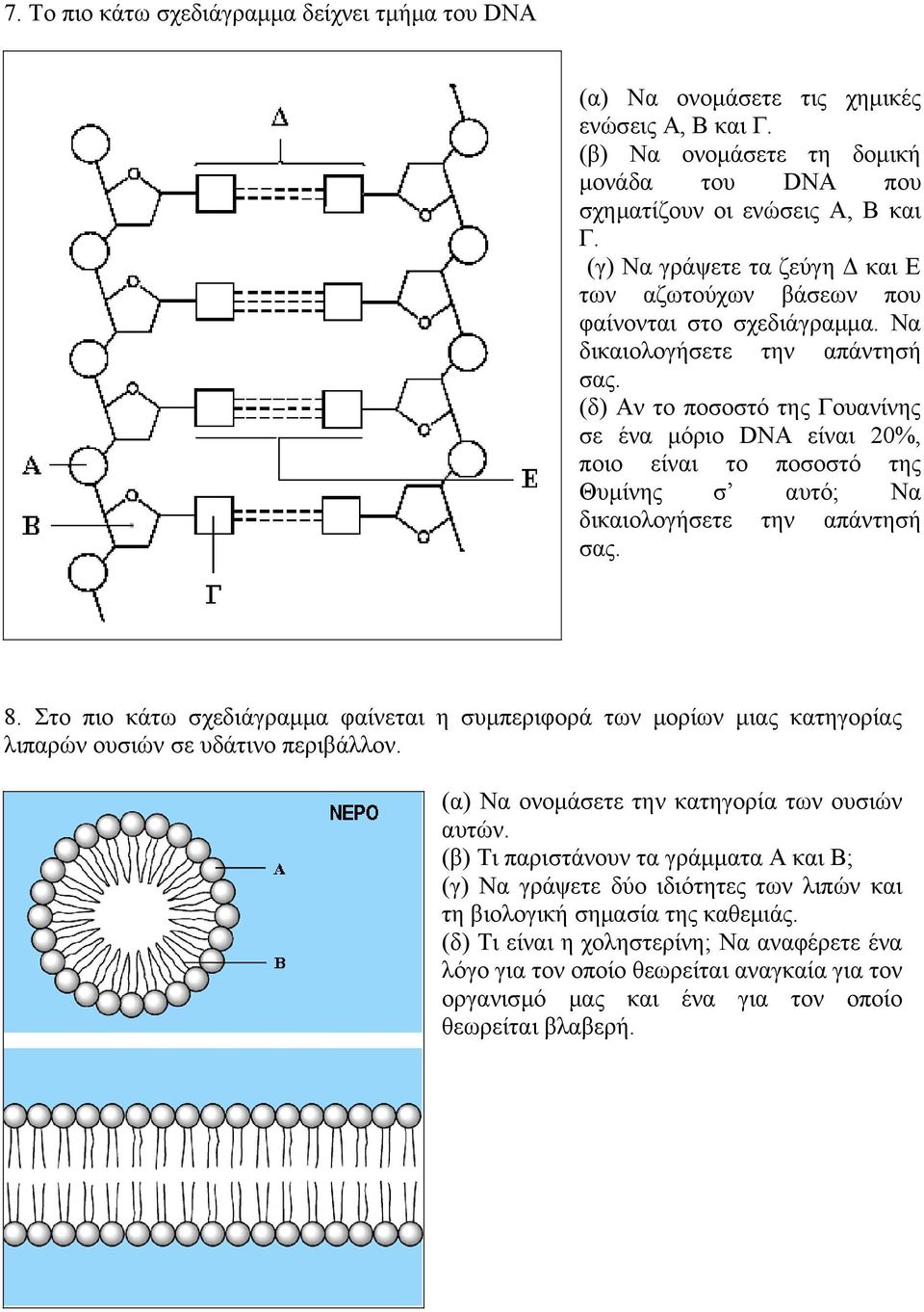 (δ) Αν το ποσοστό της Γουανίνης σε ένα μόριο DNA είναι 20%, ποιο είναι το ποσοστό της Θυμίνης σ αυτό; Να δικαιολογήσετε την απάντησή σας. 8.