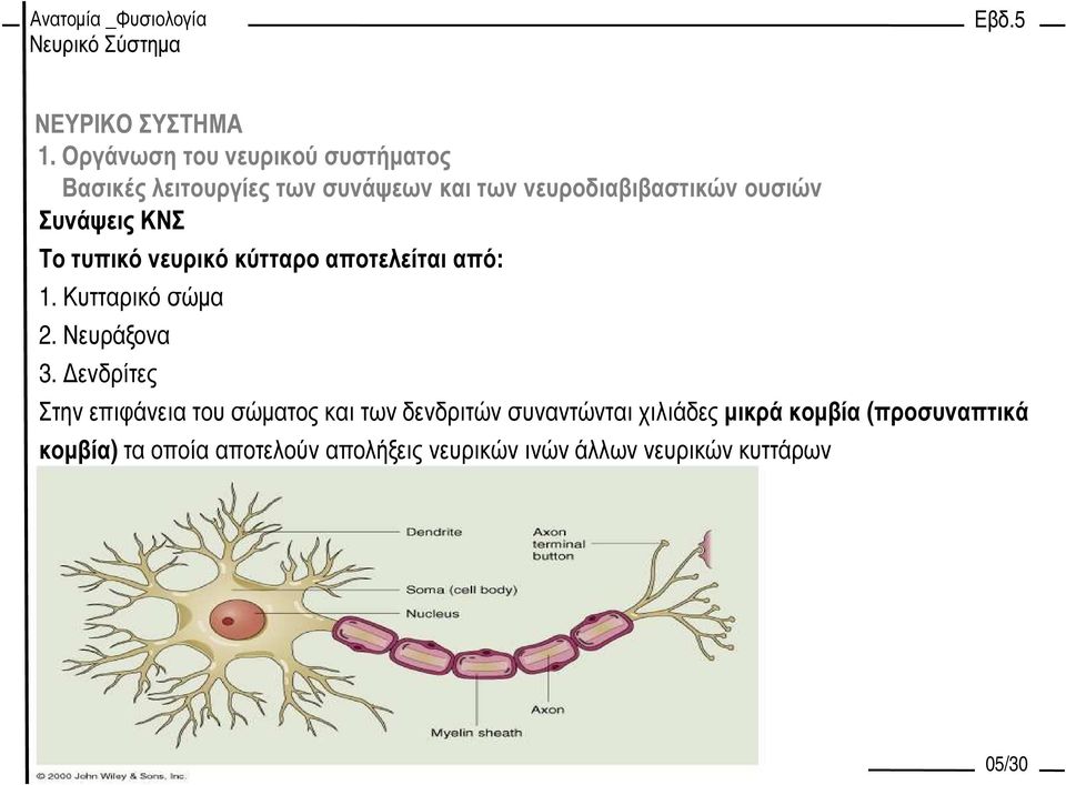 Κυτταρικό σώµα 2. Νευράξονα 3.