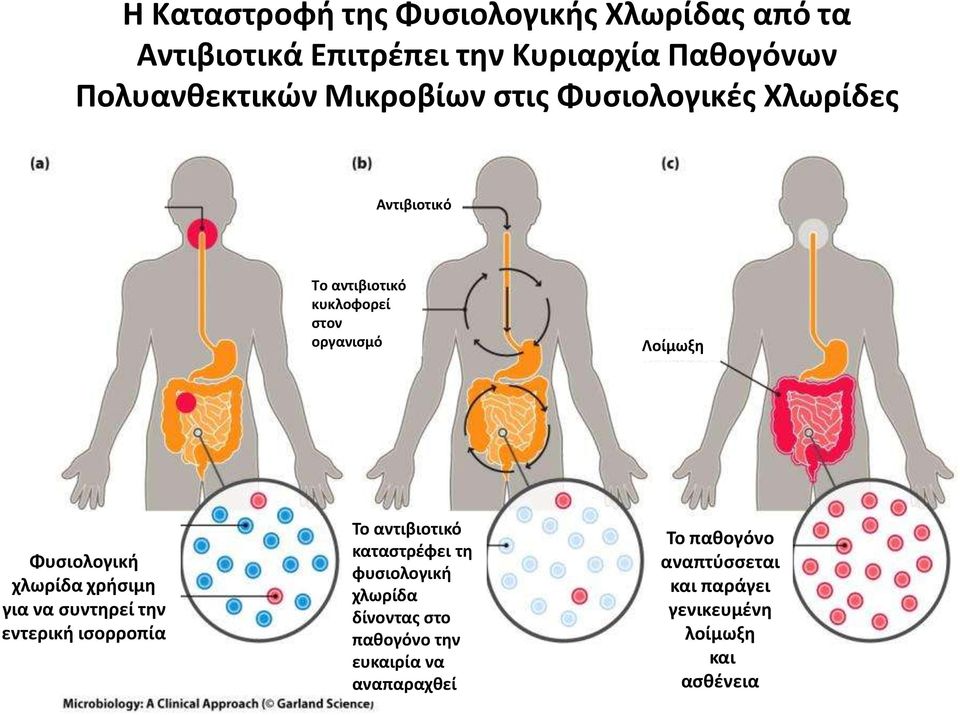 χλωρίδα χρήσιμη για να συντηρεί την εντερική ισορροπία Το αντιβιοτικό καταστρέφει τη φυσιολογική χλωρίδα