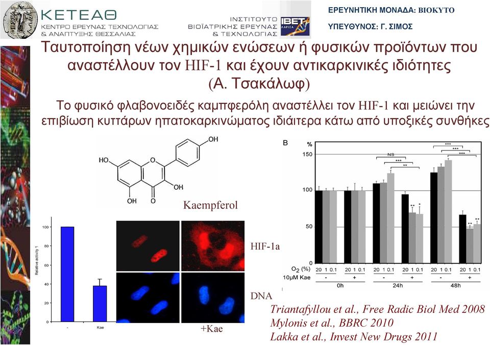 Τσακάλωφ) Το φυσικό φλαβονοειδές καµπφερόλη αναστέλλει τον HIF-1 και µειώνει την επιβίωση κυττάρων