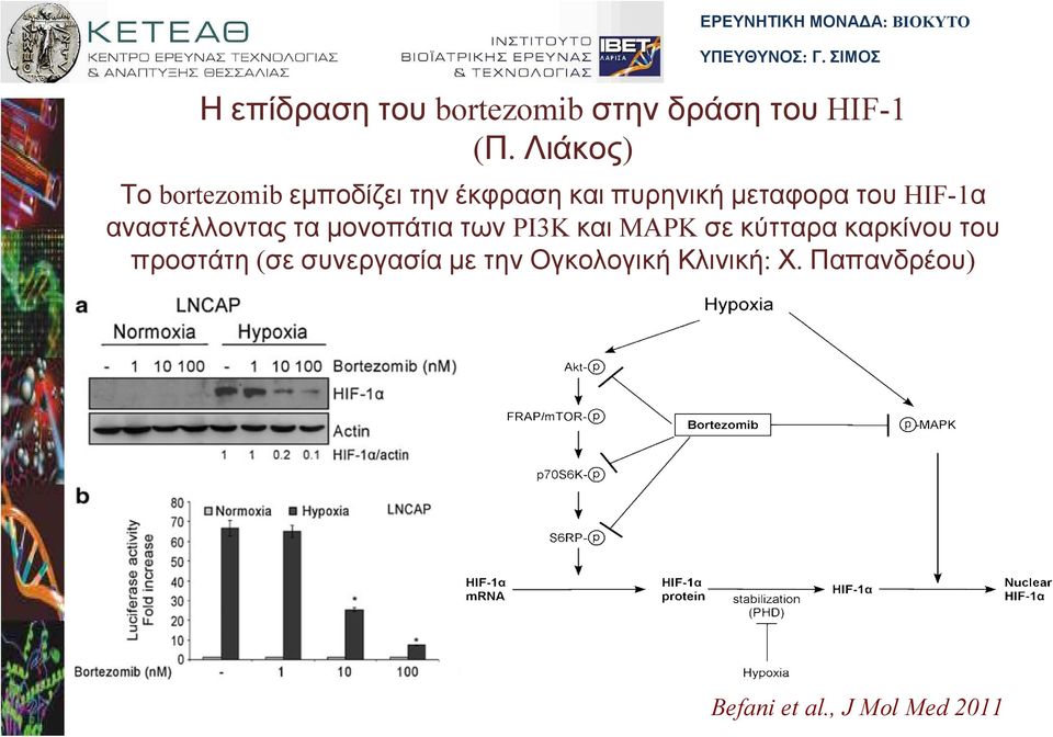 αναστέλλοντας τα µονοπάτια των PI3K και MAPK σε κύτταρα καρκίνου του