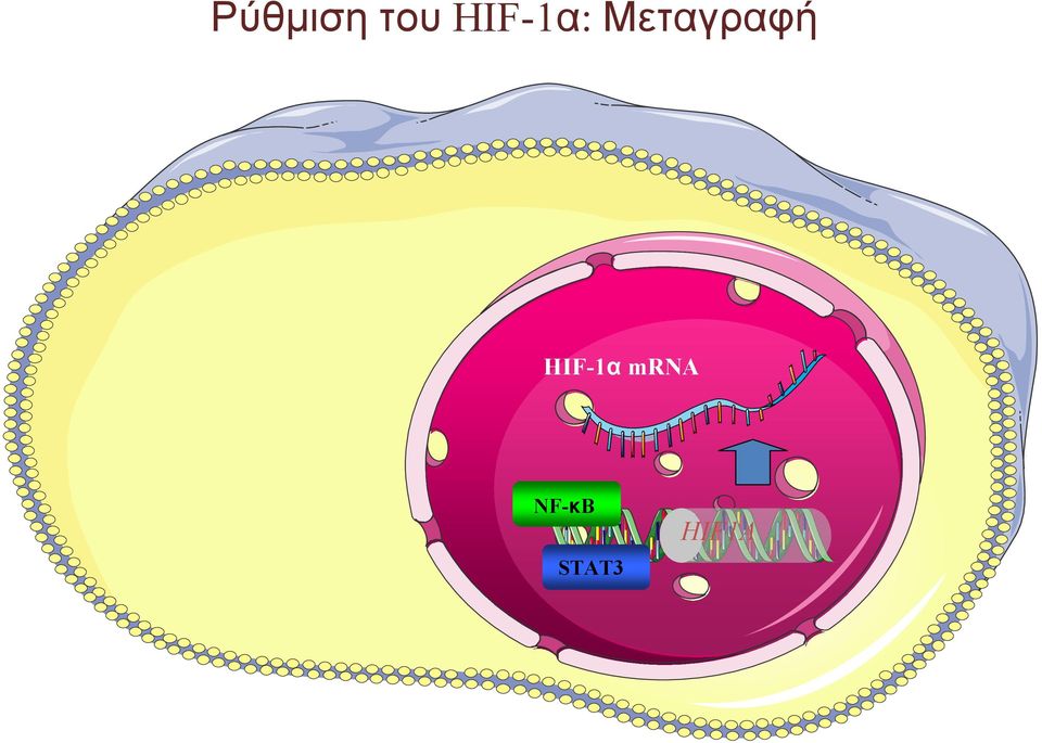 mrna NF-κB