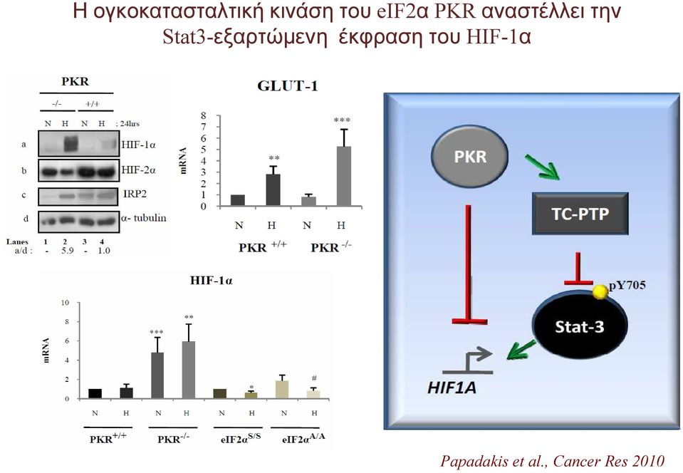 Stat3-εξαρτώµενη έκφραση του