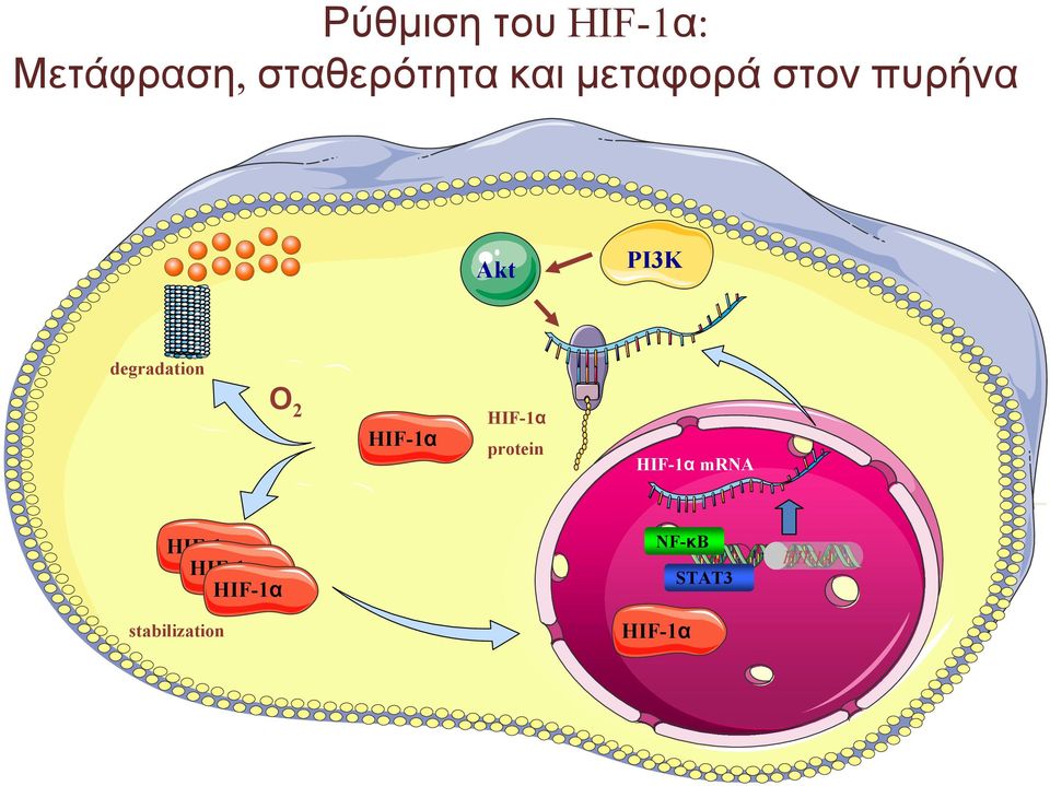 πυρήνα Akt PI3K degradation Ο 2