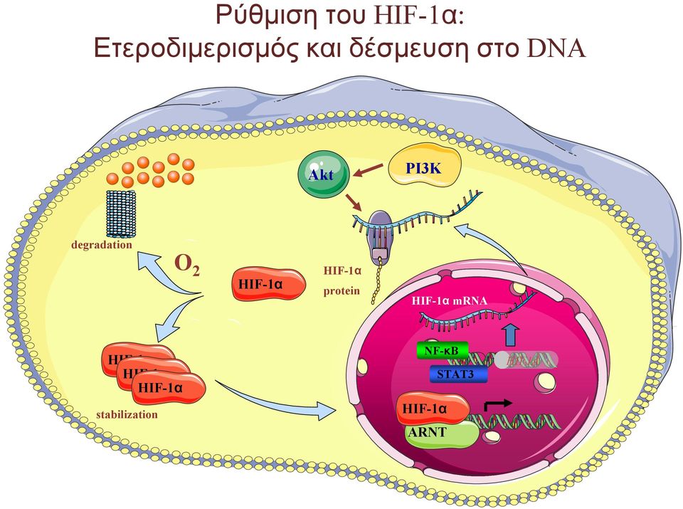 degradation O 2 protein mrna