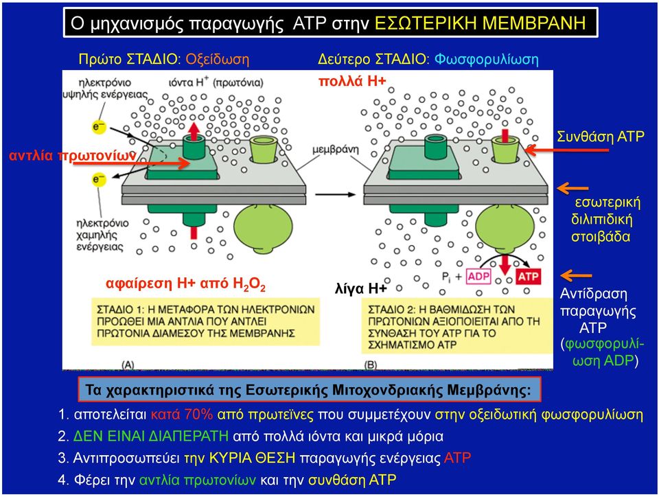 Εσωτερικής Μιτοχονδριακής Μεµβράνης: 1. αποτελείται κατά 70% από πρωτεϊνες που συµµετέχουν στην οξειδωτική φωσφορυλίωση 2.