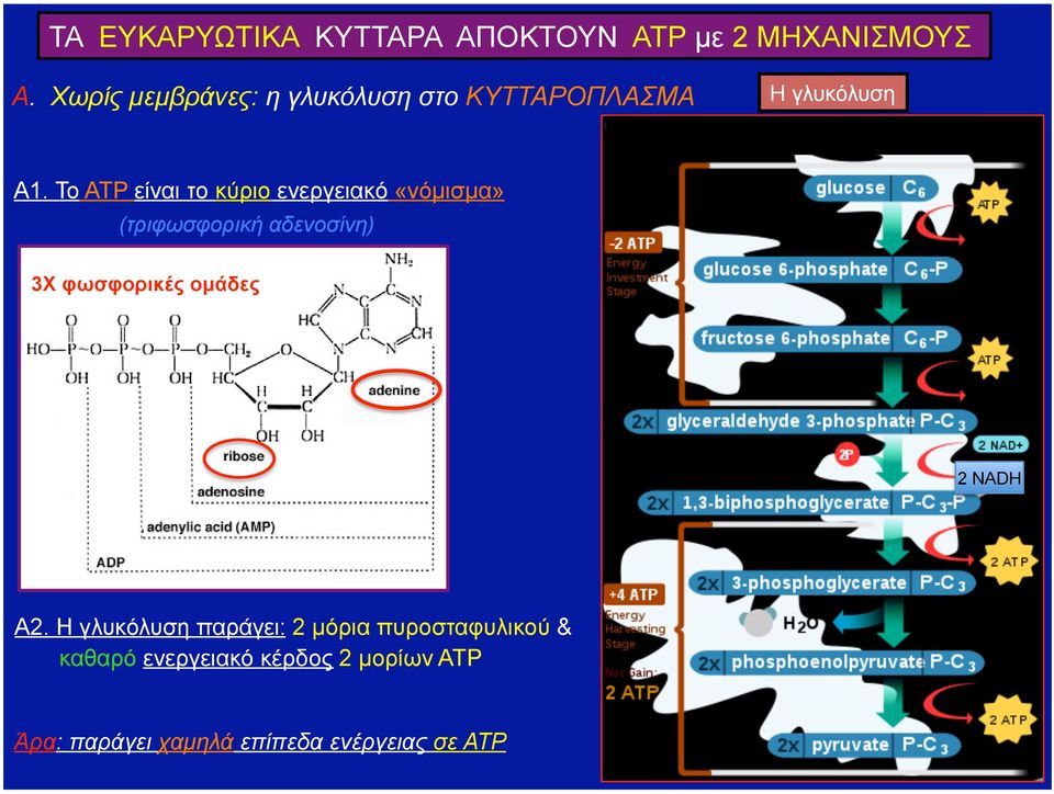 Το ATP είναι το κύριο ενεργειακό «νόµισµα» (τριφωσφορική αδενοσίνη) 3X φωσφορικές οµάδες 2