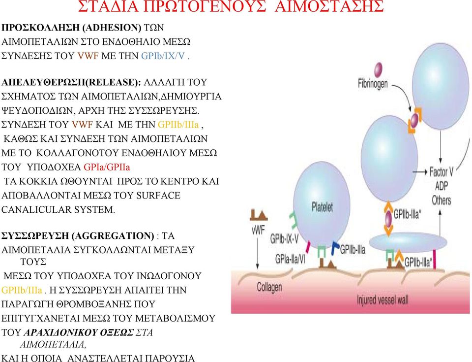 ΣΥΝΔΕΣΗ ΤΟΥ VWF KAI ME THΝ GPIIb/IIIa, ΚΑΘΩΣ ΚΑΙ ΣΥΝΔΕΣΗ ΤΩΝ ΑΙΜΟΠΕΤΑΛΙΩΝ ME TO ΚΟΛΛΑΓΟΝΟΤΟΥ ΕΝΔΟΘΗΛΙΟΥ ΜΕΣΩ ΤΟΥ ΥΠΟΔΟΧΕΑ GPIa/GPIΙa ΤΑ ΚΟΚΚΙΑ ΩΘΟΥΝΤΑΙ ΠΡΟΣ ΤΟ ΚΕΝΤΡΟ ΚΑΙ