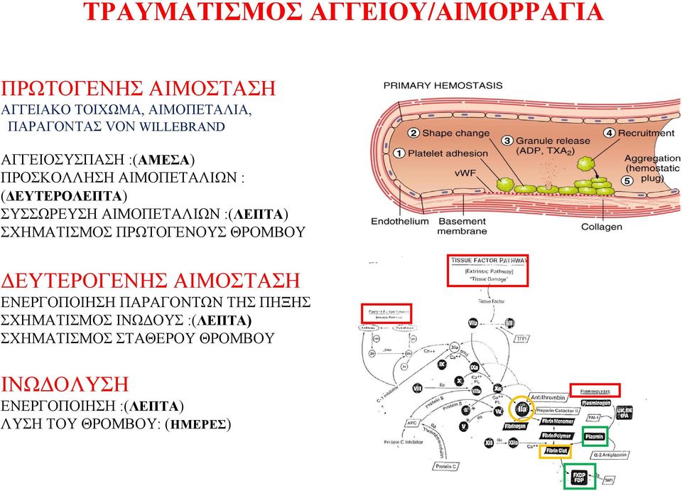 :(ΛΕΠΤΑ) ΣΧΗΜΑΤΙΣΜΟΣ ΠΡΩΤΟΓΕΝΟΥΣ ΘΡΟΜΒΟΥ ΔΕΥΤΕΡΟΓΕΝΗΣ ΑΙΜΟΣΤΑΣΗ ΕΝΕΡΓΟΠΟΙΗΣΗ ΠΑΡΑΓΟΝΤΩΝ ΤΗΣ ΠΗΞΗΣ