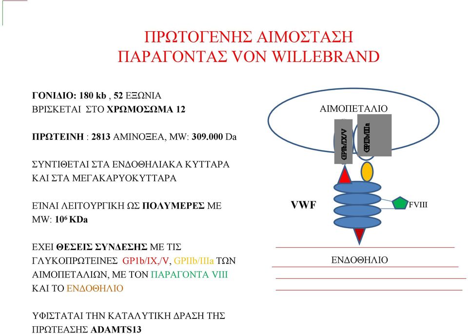 000 Da ΣΥΝΤΙΘΕΤΑΙ ΣΤΑ ΕΝΔΟΘΗΛΙΑΚΑ ΚΥΤΤΑΡΑ ΚΑΙ ΣΤΑ ΜΕΓΑΚΑΡΥΟΚΥΤΤΑΡΑ ΑΙΜΟΠΕΤΑΛΙΟ G PI Γ Γ Π B G ΕΊΝΑΙ ΛΕΙΤΟΥΡΓΙΚΗ ΩΣ