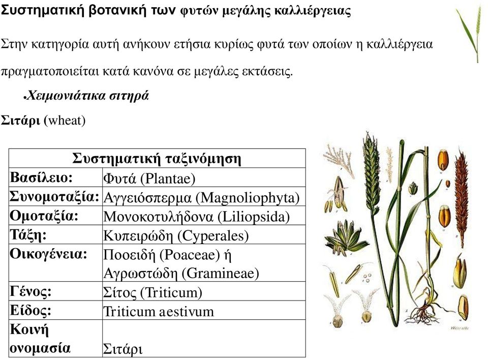 Χειμωνιάτικα σιτηρά Σιτάρι (wheat) Συστηματική ταξινόμηση Βασίλειο: Φυτά (Plantae) Συνομοταξία: Αγγειόσπερμα
