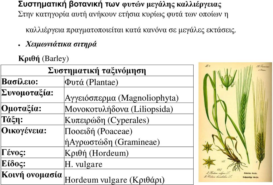 Χειμωνιάτικα σιτηρά Κριθή (Barley) Συστηματική ταξινόμηση Βασίλειο: Φυτά (Plantae) Συνομοταξία: Αγγειόσπερμα (Magnoliophyta)