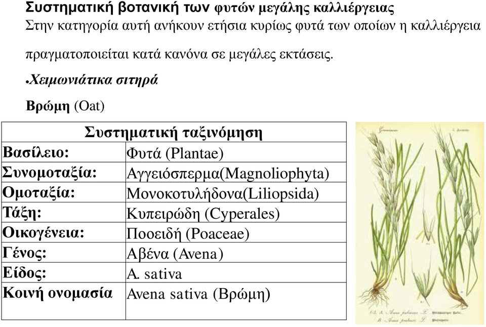 Χειμωνιάτικα σιτηρά Βρώμη (Oat) Συστηματική ταξινόμηση Βασίλειο: Φυτά (Plantae) Συνομοταξία: