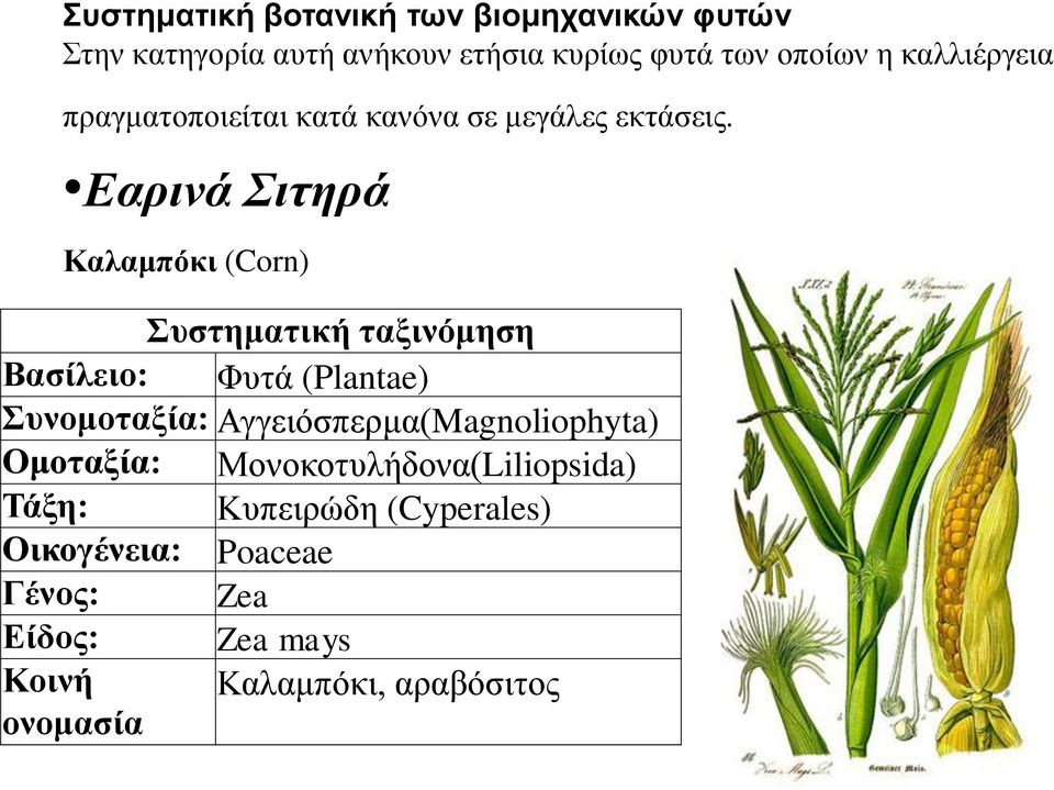 Εαρινά Σιτηρά Καλαμπόκι (Corn) Συστηματική ταξινόμηση Βασίλειο: Φυτά (Plantae) Συνομοταξία: