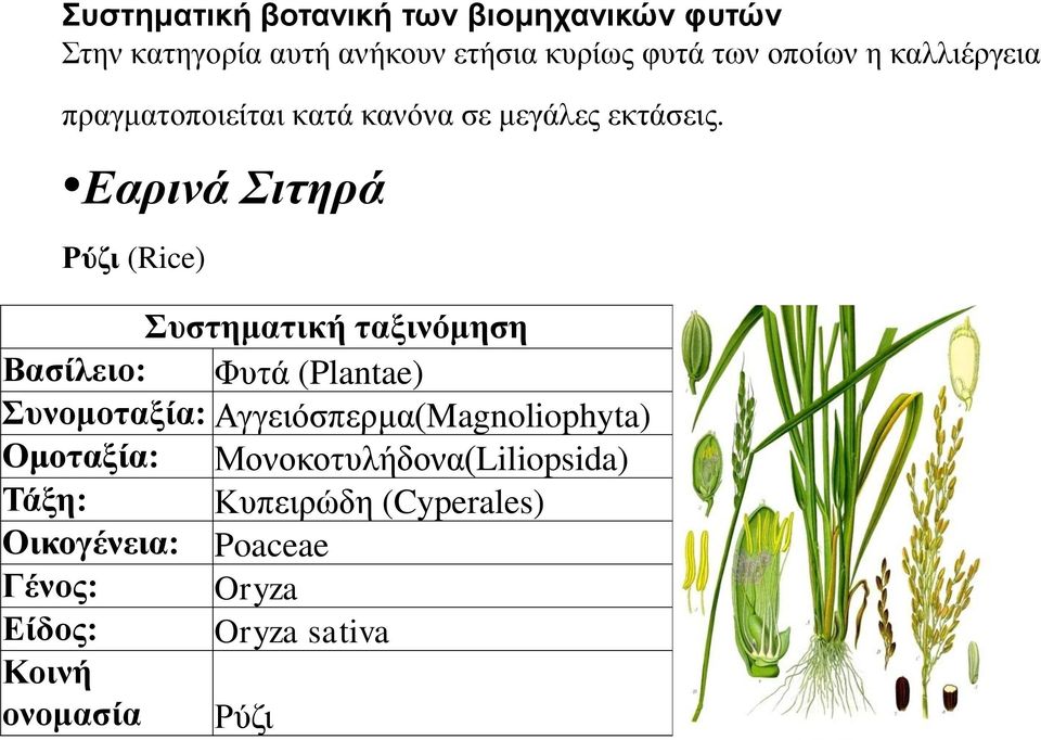 Εαρινά Σιτηρά Ρύζι (Rice) Συστηματική ταξινόμηση Βασίλειο: Φυτά (Plantae) Συνομοταξία: