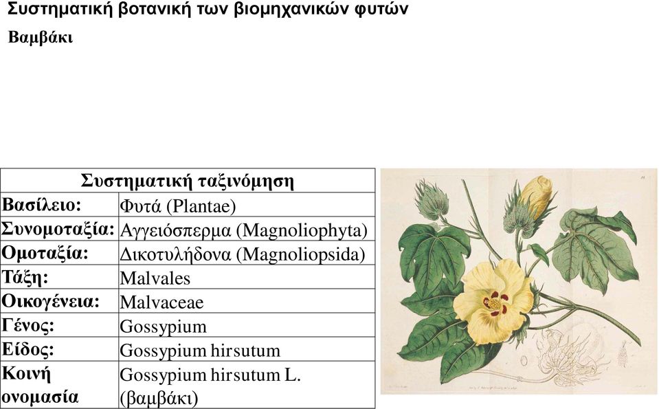 Δικοτυλήδονα (Magnoliopsida) Τάξη: Malvales Οικογένεια: Malvaceae Γένος: